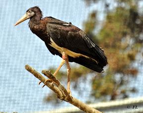 Cigogne d'Abdim