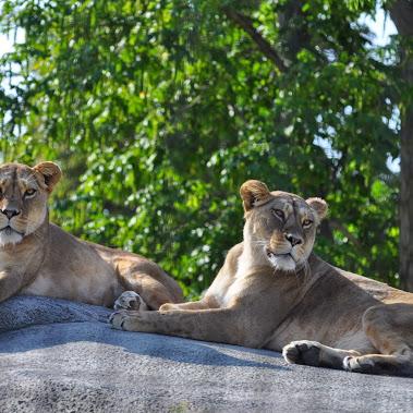 Lionnes sur leur rocher