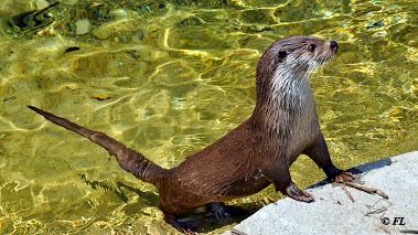 Loutre Europe