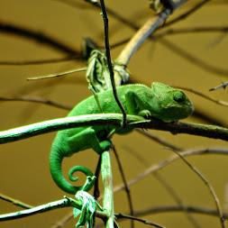 Vivarium Caméléon