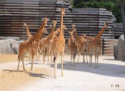 Girafes