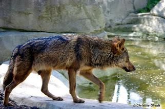 Loup Iberique