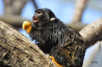 Tamarins à mains rousses