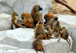 Babouins de Guinée