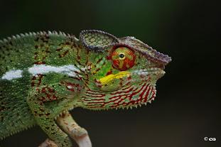 Tête du Cameleon Panthere