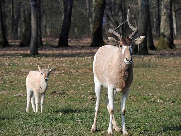 Addax