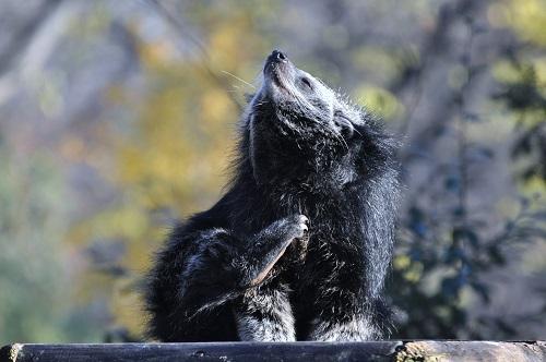 Binturong