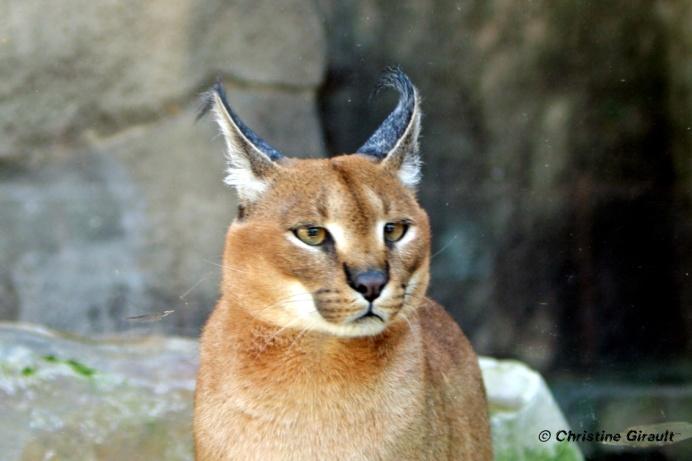 Caracal