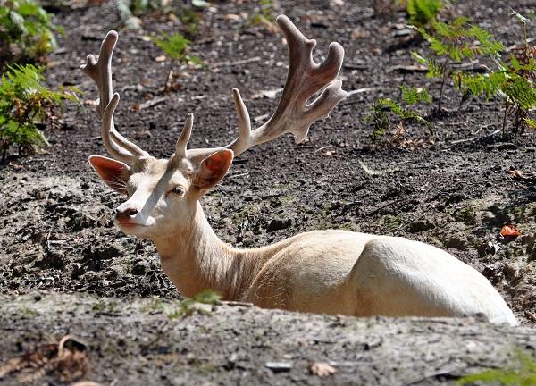 Cerf Blanc