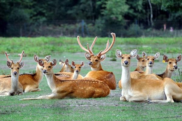 Cerfs Groupe