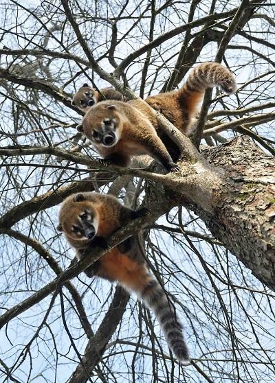 Coatis