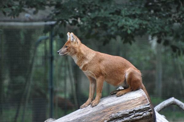 Dhole 2