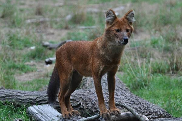 Dhole 3