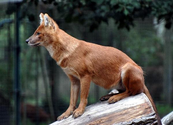 Dhole