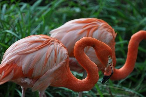 Flamants Roses