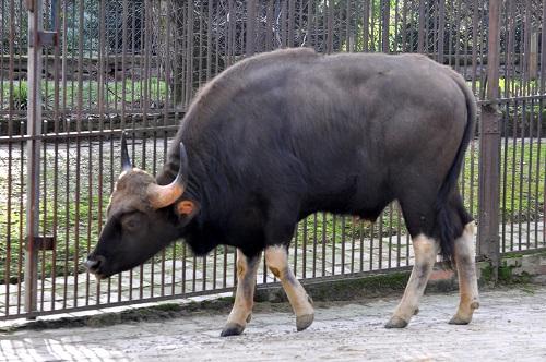 Gaur