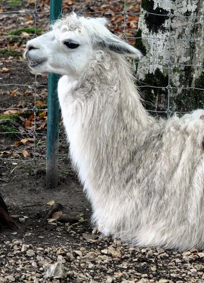 Guanaco