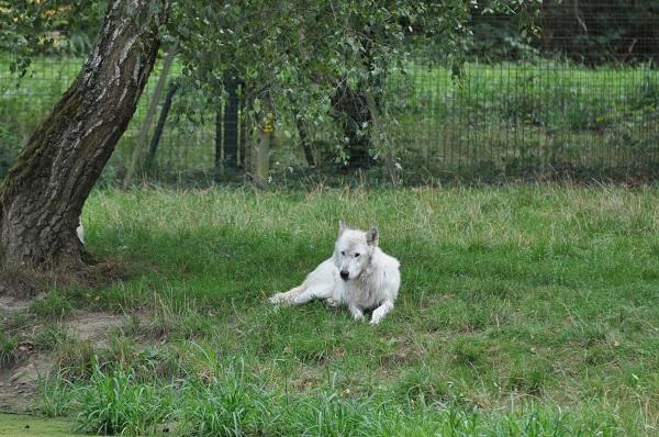 Loup