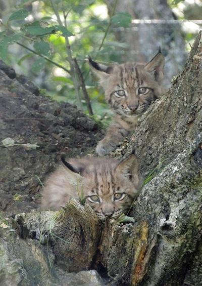 Lynx