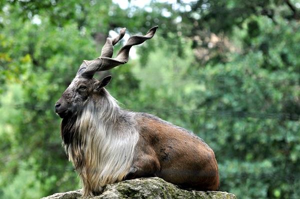 Markhor