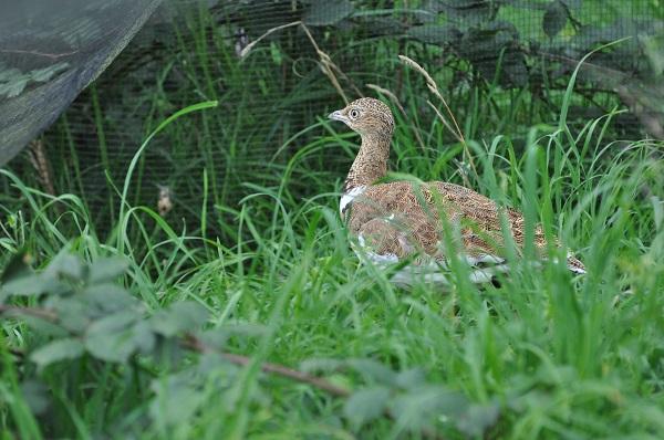 Outarde Canepetiere 2