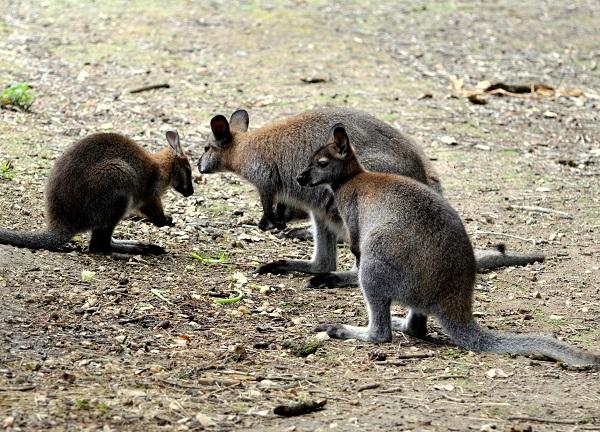 Wallaby