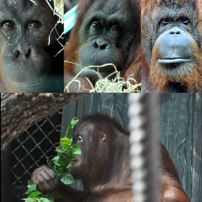 Famille orang soutans