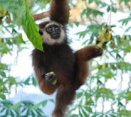 Gibbon kalaweit