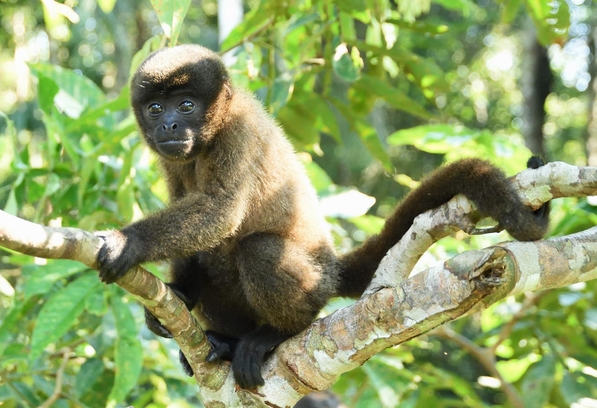 Guarasi singe laineux