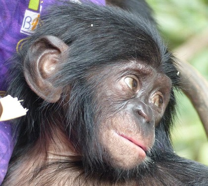 Lubi bonobo femelle de 2 ans copie