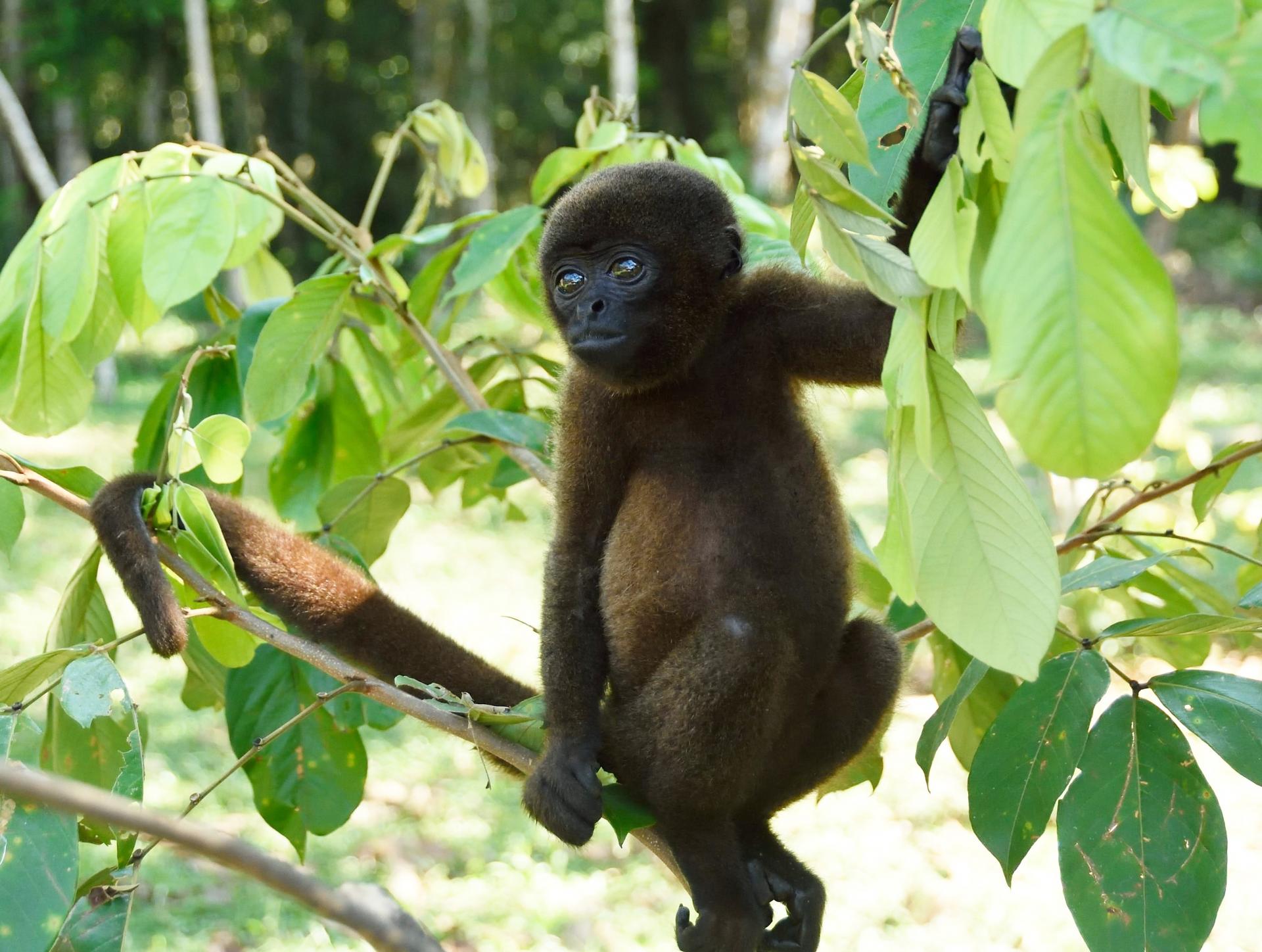 Sisu singe laineux