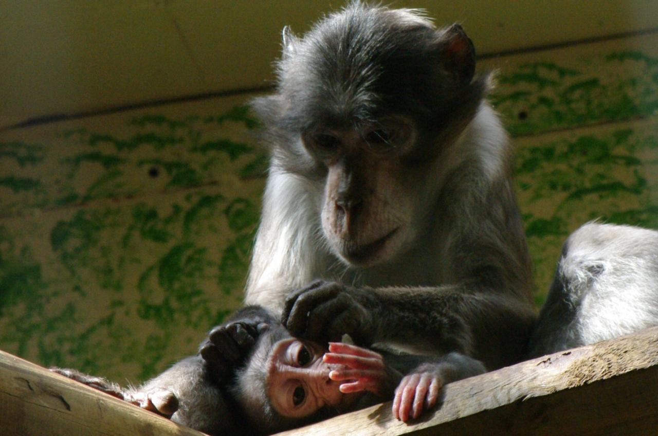 Mangabey Couronné Tendresse d'une mère