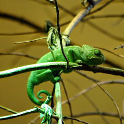 Vivarium Caméléon