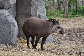 Tapir