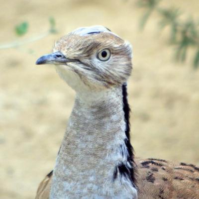 Outarde Houbara