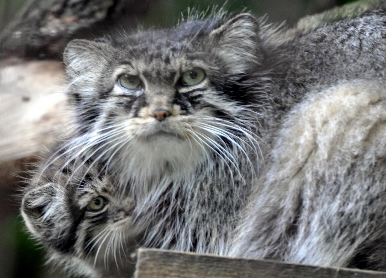 Chat de pallas mere et son petit