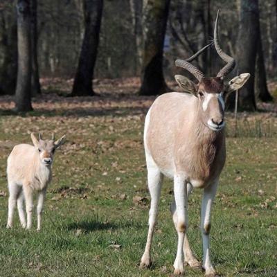 Animaux du Parc de la Haute Touche