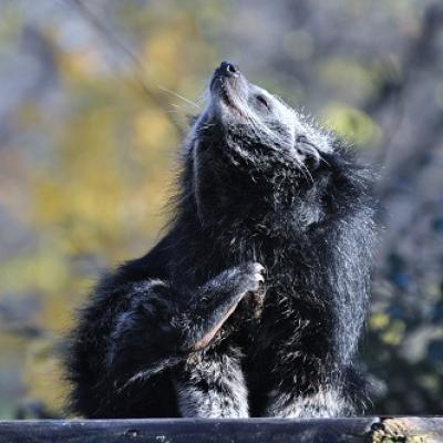 Binturong