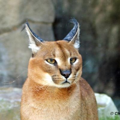 Caracal