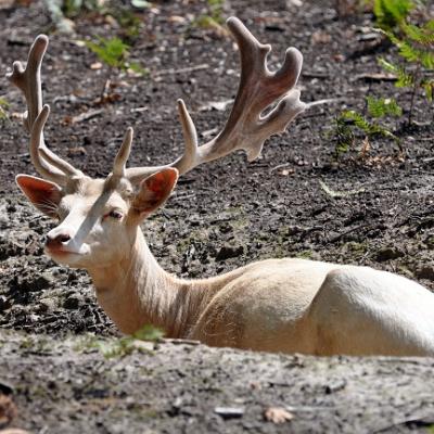 Cerf Blanc