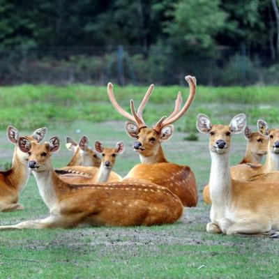 Cerfs Groupe