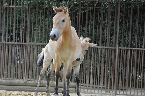 Chevaux de Przewalski