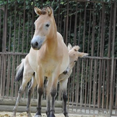 Chevaux de Przewalski