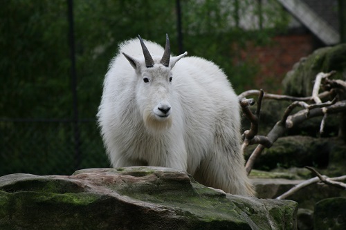 Chèvre des Rocheuses