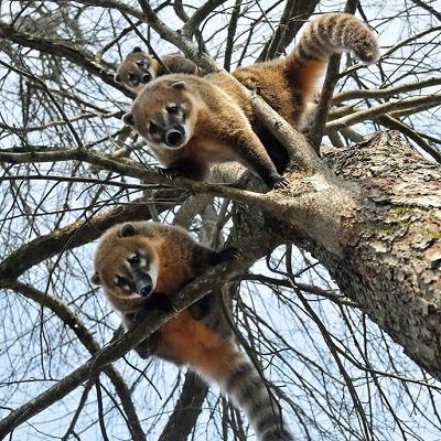 Coatis