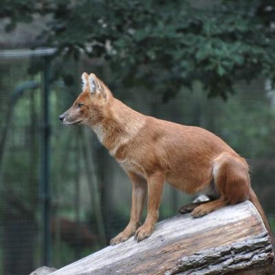 Dhole 2