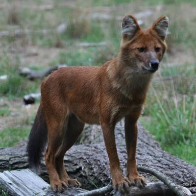 Dhole 3