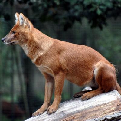 Dhole