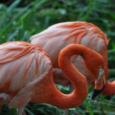 Flamants Roses