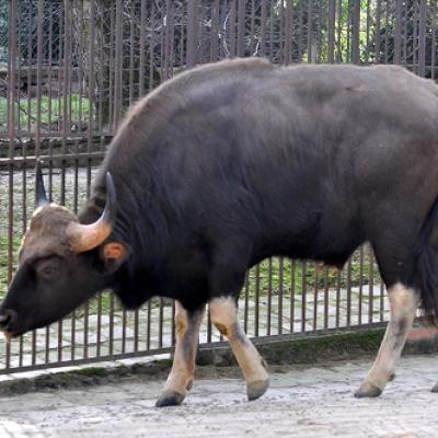 Gaur